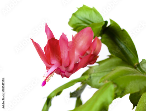 Blooming Christmas Cactus Schlumbergera