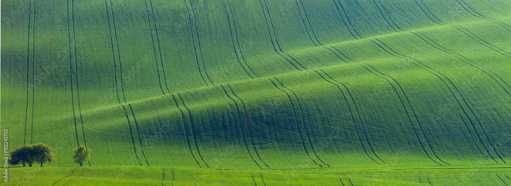 Original panoramic of green fields in beautiful striped hills