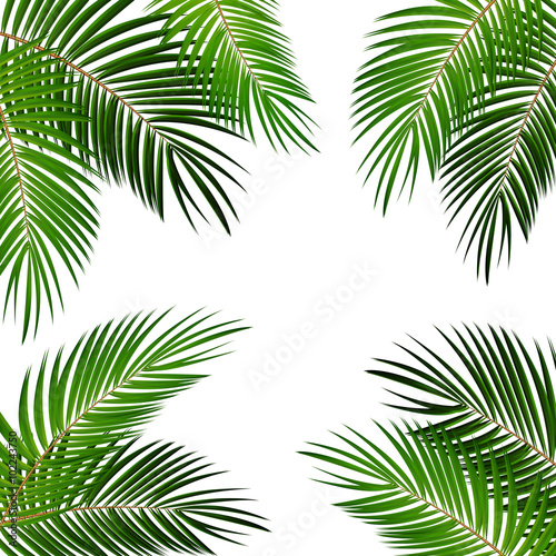 Palm Leaf Vector Background Illustration © olegganko