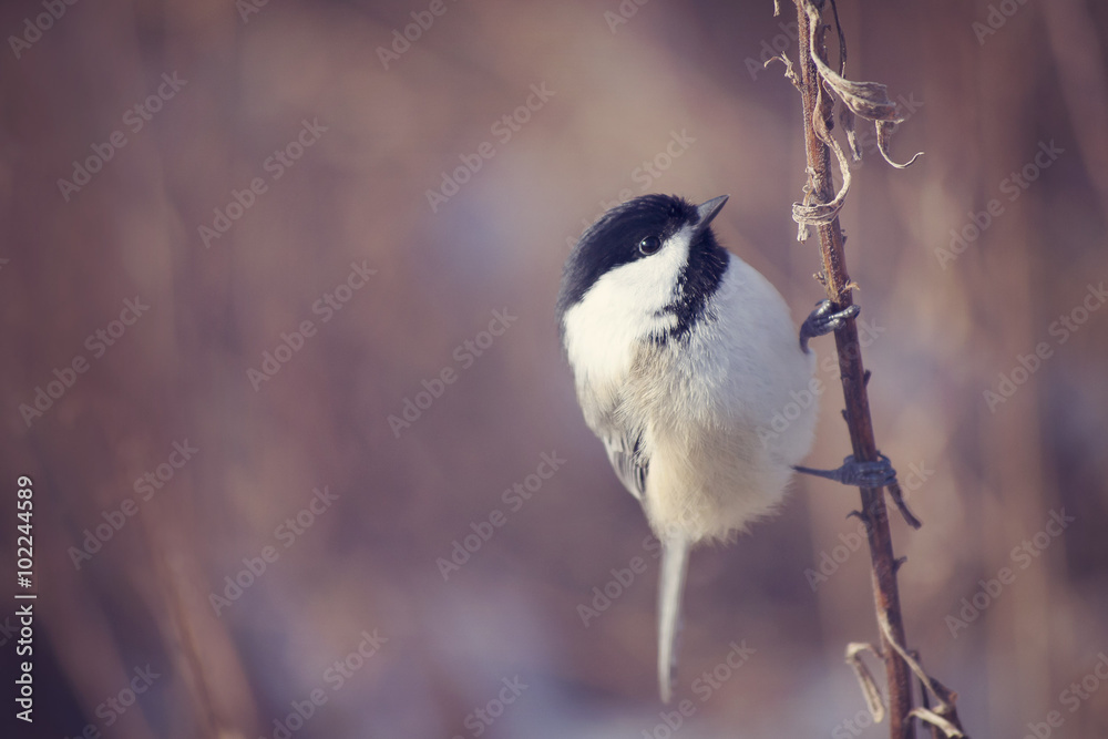 Obraz premium Chickadee on a branch