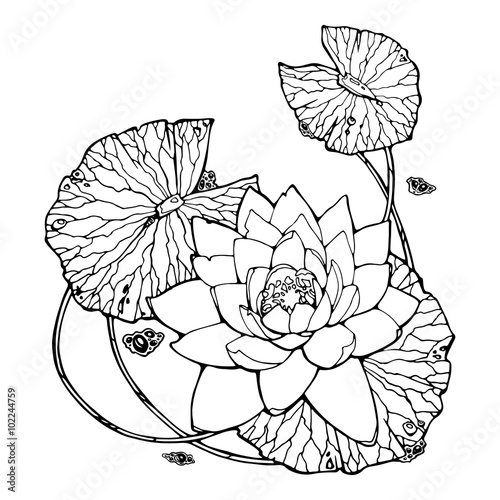 illustration with water lily; lotus flower