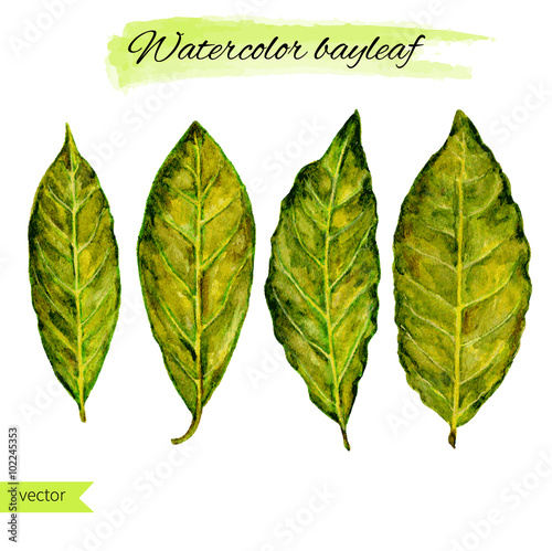 Set of bay leaf watercolor illustration isolated on the white background. Vector hand drawn illustration.