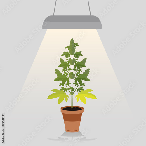 Medical legal cannabis plant in pot under a built in light lamp. Leafs, strain and flowerpot. Flat style design.
