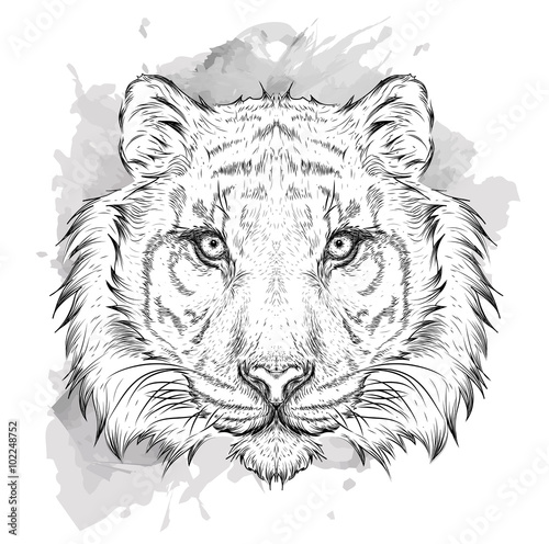 Hand draw tiger portrait. Hand draw vector illustration