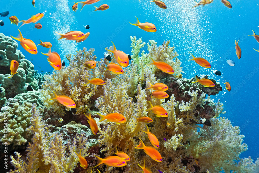 Fototapeta premium Shoal of anthias fish on the coral reef