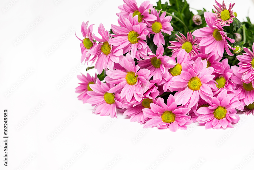 bouquet of pink chrysanthemum with yellow core