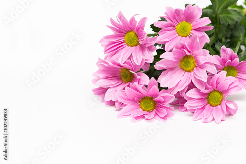 pink chrysanthemum with yellow core on white background