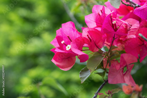 Close-up of pink Bougainvillea  a flowering plant.