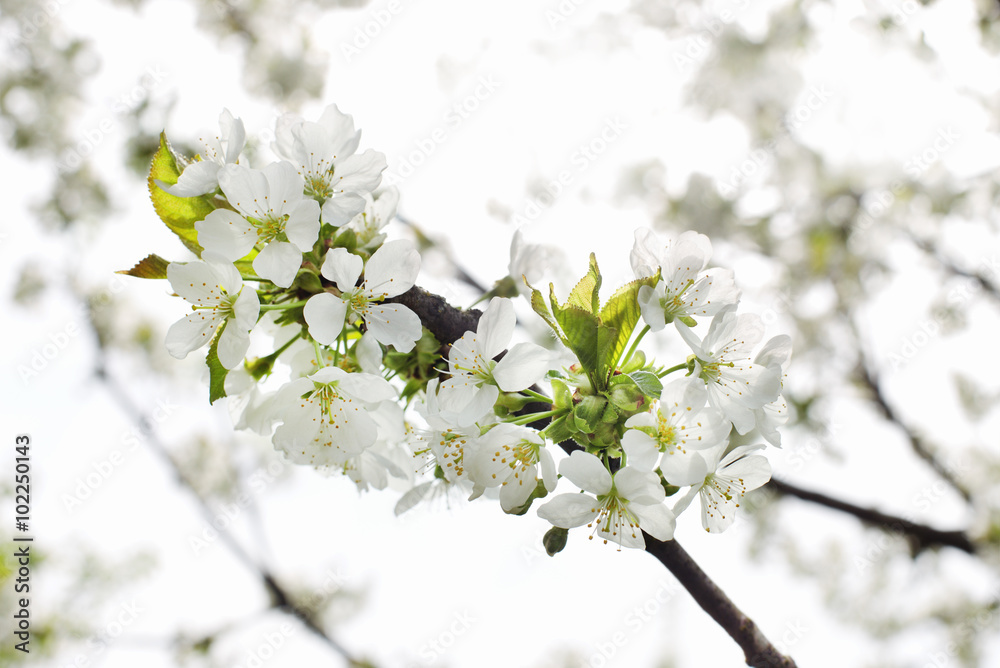 blooming branch of cherry in the spring closeup blooming branch of cherry in the spring closeup