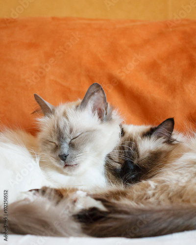 Two cute cats sleeping © Juhku