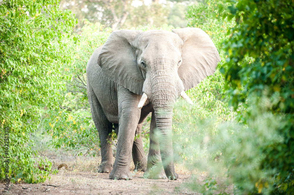 Fototapeta premium Elefant im Krüger Nationalpark, Südafrika