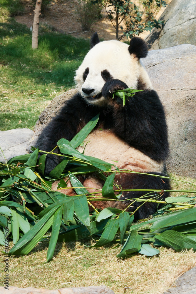 Obraz premium Panda eating bamboo
