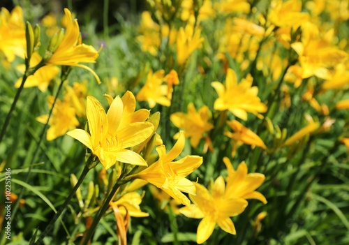 Fototapeta Naklejka Na Ścianę i Meble -  Day lily
