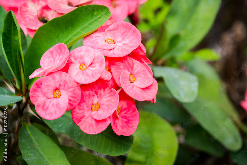 Pink Euphorbia Milii flower Pink Euphorbia Milii flower