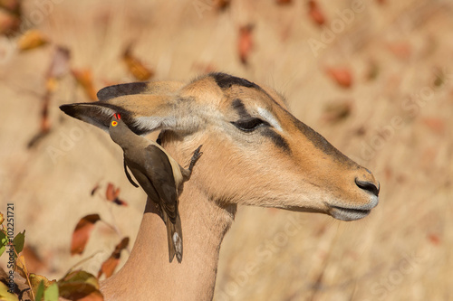 Schilderij op canvas Symbiosis, Impala with oxpecker, Kruger Park, South Africa