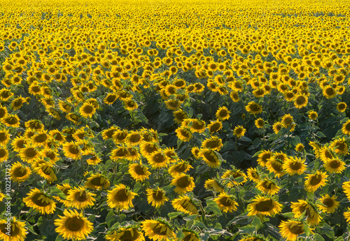  Farmland with organic sunflowers.