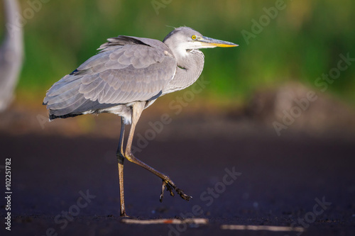 The Grey Heron on a coast