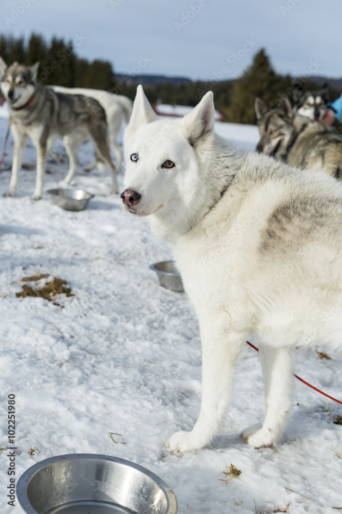 Naklejka premium Husky portrait