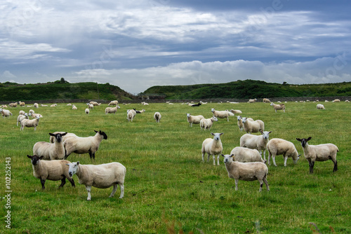 Helmsdale sheep