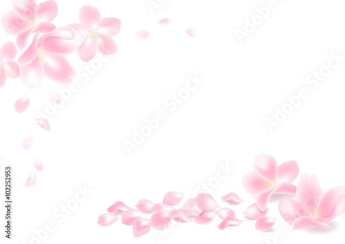 桜の花びら © kuma99