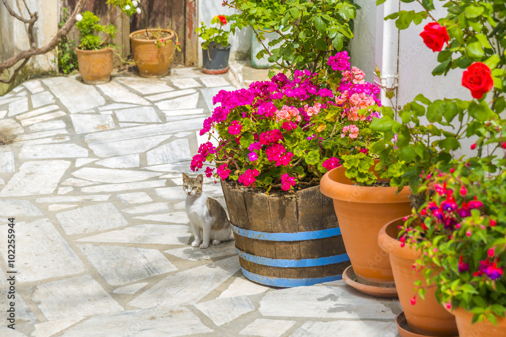 Fototapeta premium Flower pots on a yard in a summer house in Mykonos, Greece.