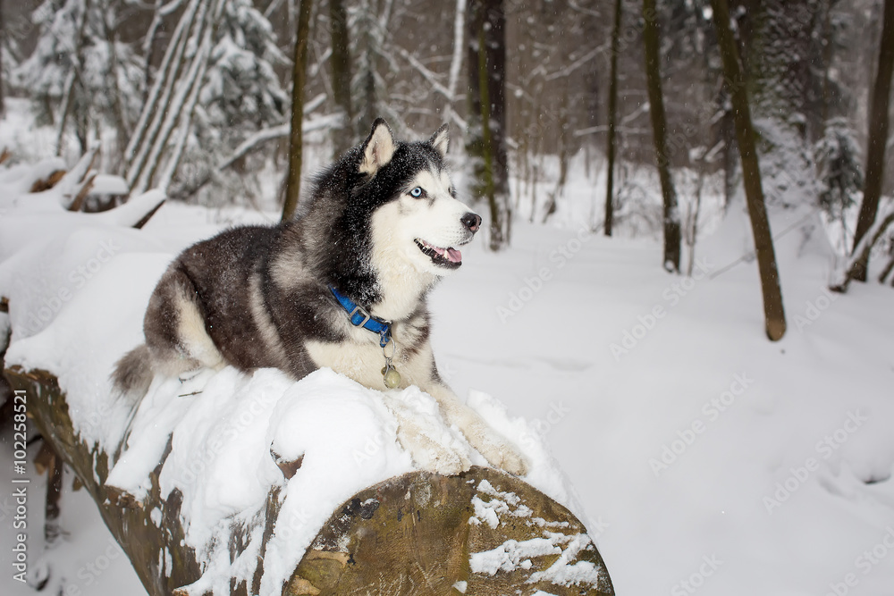 Large beautiful dog is lying on a log. Winter. husky