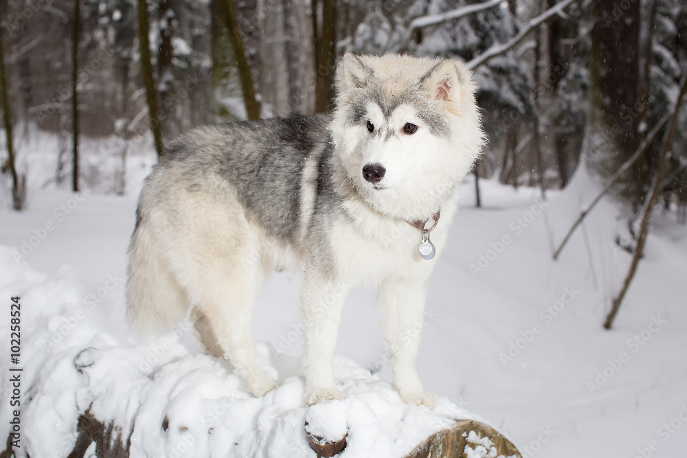 fluffy beautiful dog lying on a log. Winter. husky