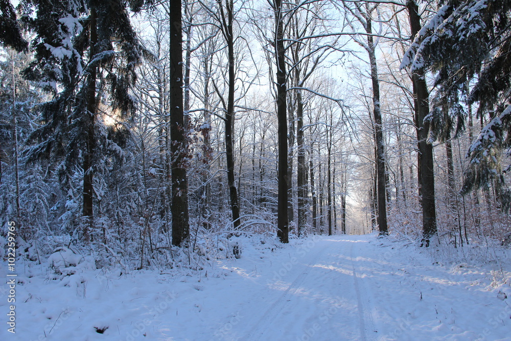 Fototapeta premium Winter Landscape