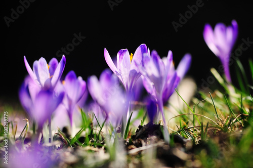 purple flowers crocuses on meadow in nature  beautiful spring flowers