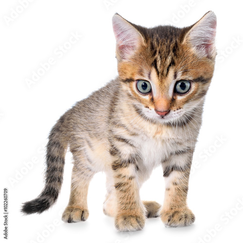 Shorthair brindled kitten crawling sneaking