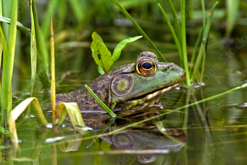 North American Bullfrog (Rana catesbeiana)