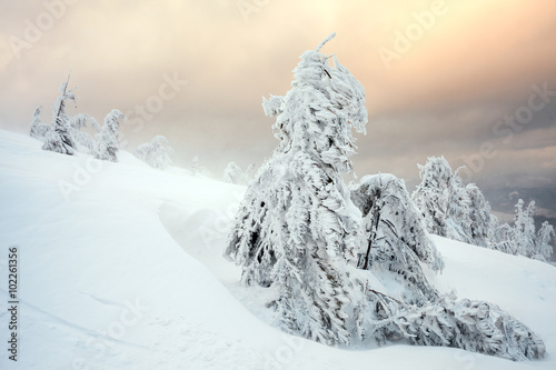 Freshly fallen snow covers the branches of trees. Snow storm left trees in forest with thick coating of heavy ice and snow.