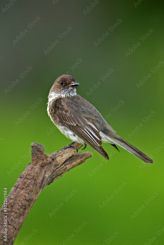 Fototapeta premium Eastern Phoebe (Sayornis phoebe)