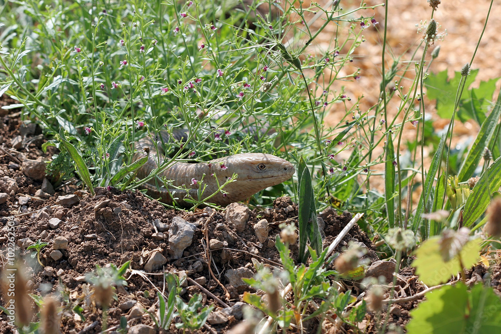  yellow Poloz Coluber jugularis in their natural habitat