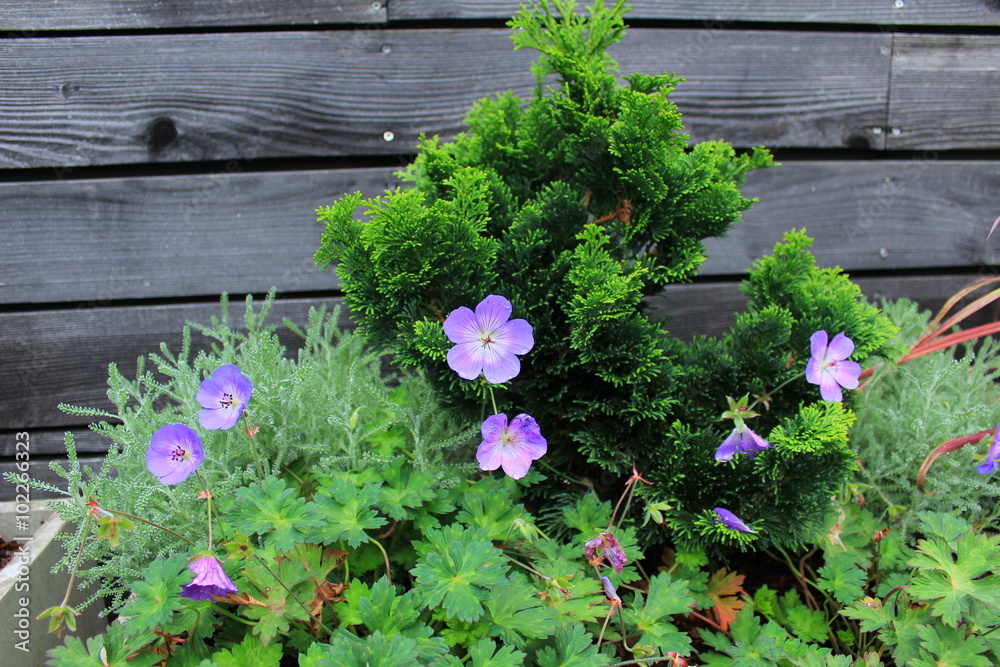 Fototapeta premium Blume Lila