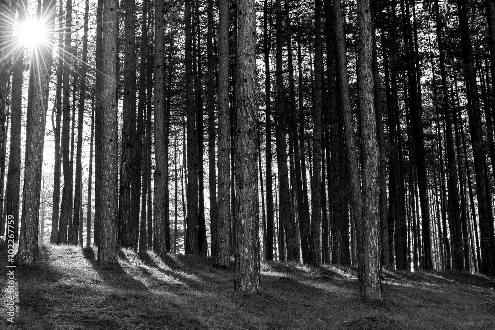 Obraz premium Sun ray through forest. Black and white photo.