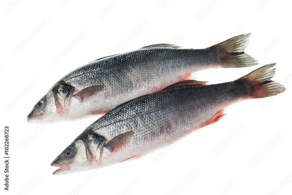 Frozen seabass isolated white background Frozen seabass isolated white background