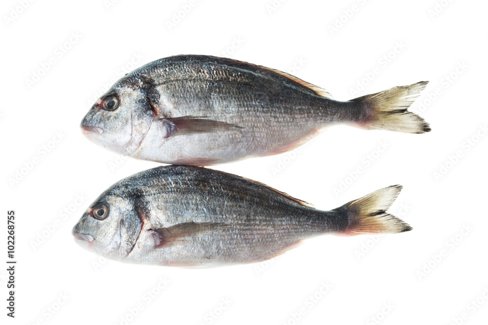 Frozen sea bream Frozen sea bream