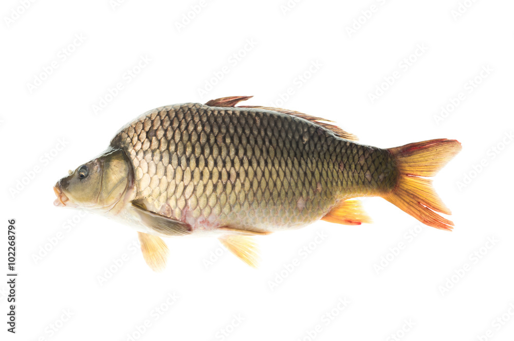 Big common carp isolated white background