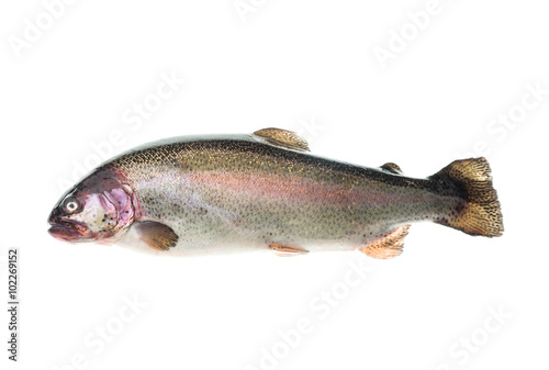 Rainbow trout isolated over white background