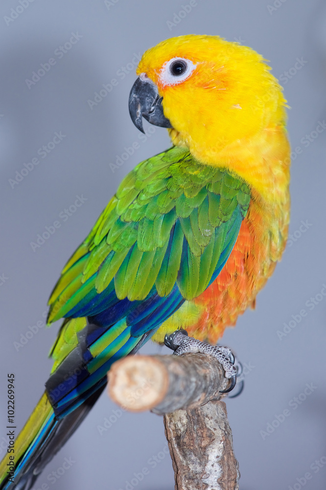 Fototapeta premium Jenday Conure, Jandaya Parakeet, Aratinga jandaya, 6 month old female