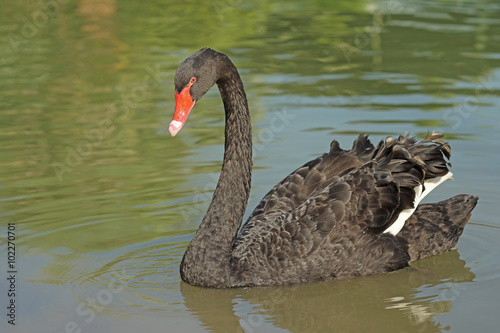 black swan or cygnus olor in pond
