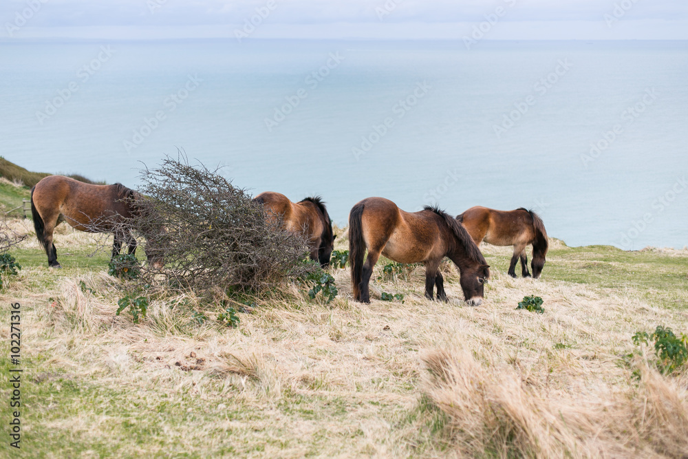 custom made wallpaper toronto digitalPferde in Herde, Pferdeherde