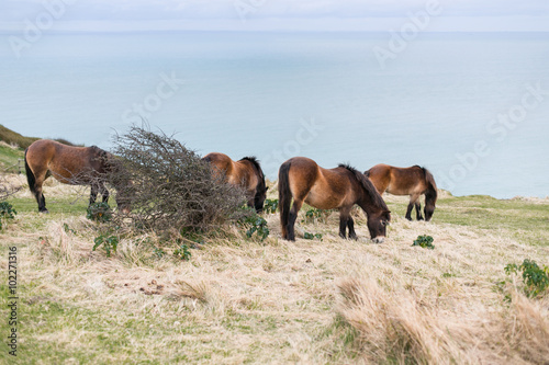 Wallpaper Mural Pferde in Herde, Pferdeherde Torontodigital.ca