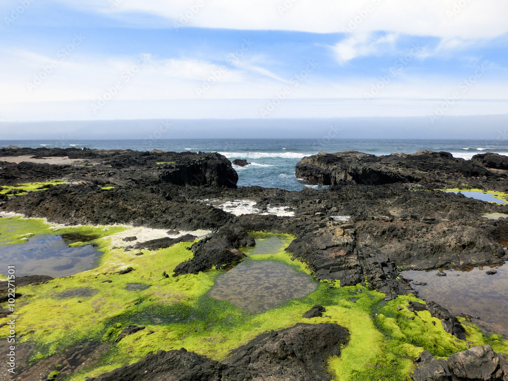 California coastline with tidal pools and green seaweed - landscape photo