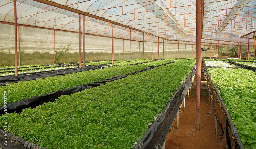 organic vegetable growing in cultivated greenhouse organic vegetable growing in cultivated greenhouse