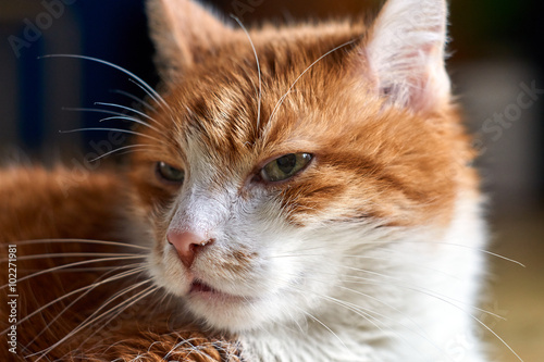 Portrait of a white-red-haired European cat.