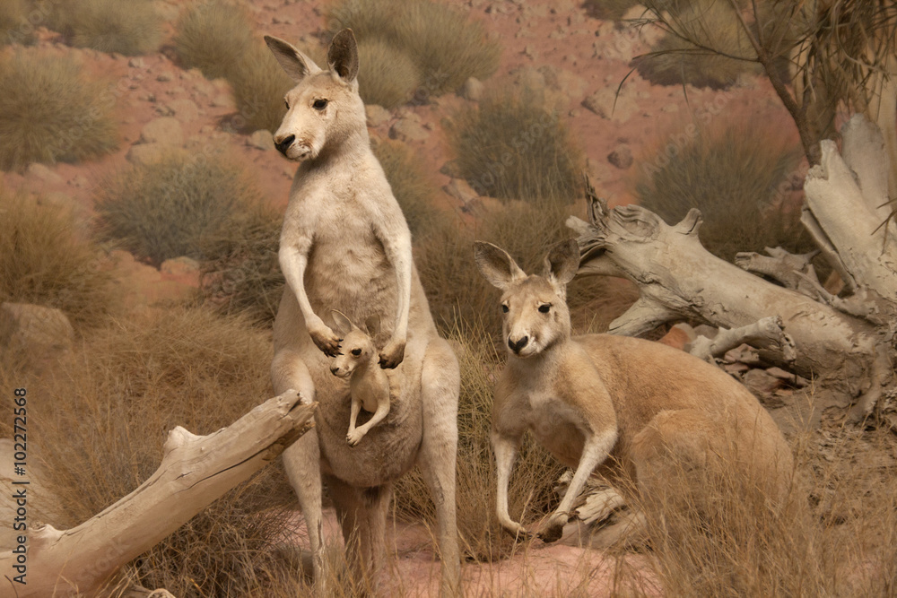 kangaroos kangaroos