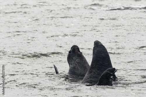 Elephant Seals fighting