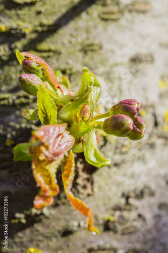 Flower buds and first leaves of sweet cherry